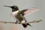 Ruby-throated Hummingbird