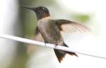 Ruby-throated Hummingbird