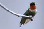 Ruby-throated Hummingbird