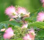 Ruby-throated Hummingbird