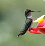 Ruby-throated Hummingbird