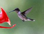 Ruby-throated Hummingbird