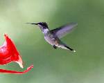 Ruby-throated Hummingbird