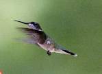 Ruby-throated Hummingbird