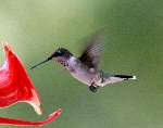 Ruby-throated Hummingbird