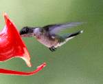 Ruby-throated Hummingbird