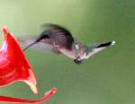 Ruby-throated Hummingbird