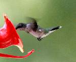 Ruby-throated Hummingbird