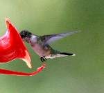 Ruby-throated Hummingbird