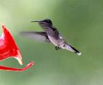 Ruby-throated Hummingbird