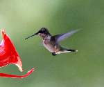 Ruby-throated Hummingbird