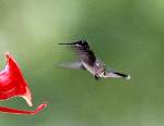 Ruby-throated Hummingbird