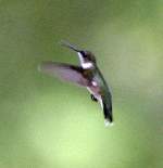 Ruby-throated Hummingbird