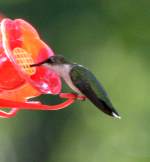 Ruby-throated Hummingbird