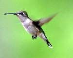 Ruby-throated Hummingbird