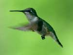 Ruby-throated Hummingbird