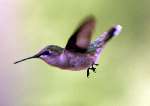 Ruby-throated Hummingbird