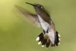 Ruby-throated Hummingbird