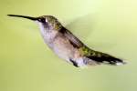 Ruby-throated Hummingbird