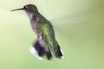 Ruby-throated Hummingbird