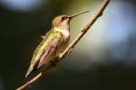 Ruby-throated Hummingbird