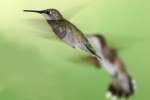 Ruby-throated Hummingbird