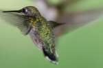 Ruby-throated Hummingbird