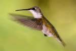 Ruby-throated Hummingbird