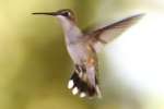 Ruby-throated Hummingbird