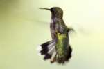 Ruby-throated Hummingbird