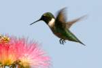 Ruby-throated Hummingbird