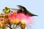 Ruby-throated Hummingbird