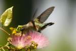 Ruby-throated Hummingbird