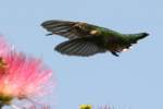 Ruby-throated Hummingbird