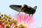 Ruby-throated Hummingbird