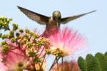 Ruby-throated Hummingbird