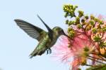 Ruby-throated Hummingbird