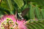 Ruby-throated Hummingbird