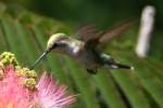 Ruby-throated Hummingbird