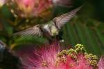 Ruby-throated Hummingbird