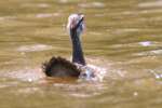 Common Loon