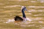 Common Loon