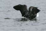 Common Loon