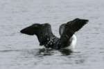 Common Loon