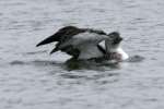 Common Loon