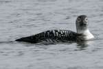 Common Loon