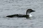 Common Loon