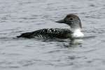 Common Loon