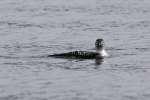 Common Loon