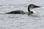 Common Loon